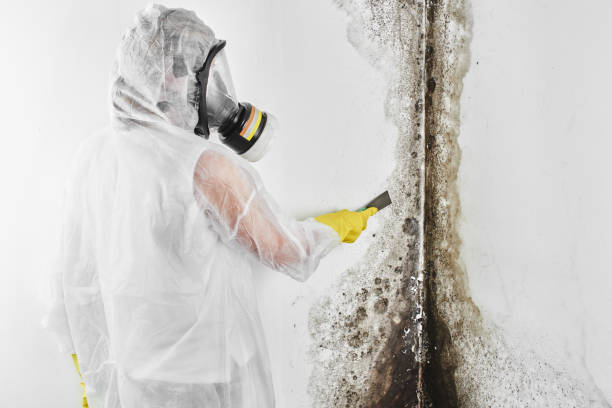 Best Black Mold Remediation in Fourche Crossing, LA