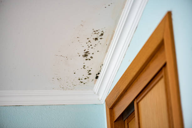 Best Mold Remediation for Specific Building Types in Fourche Crossing, LA