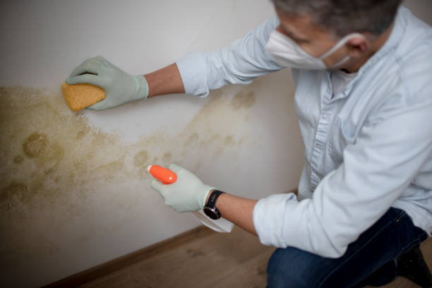 Best Insurance-Related Mold Remediation in Fourche Crossing, LA