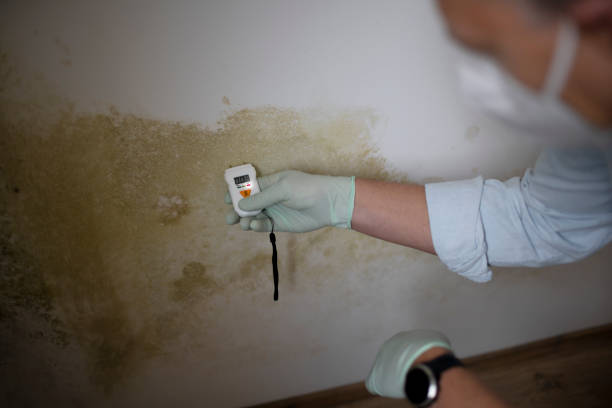Best Post-Flood Mold Remediation in Fourche Crossing, LA