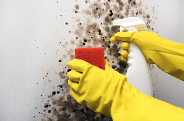 Best Commercial Mold Remediation in Fourche Crossing, LA