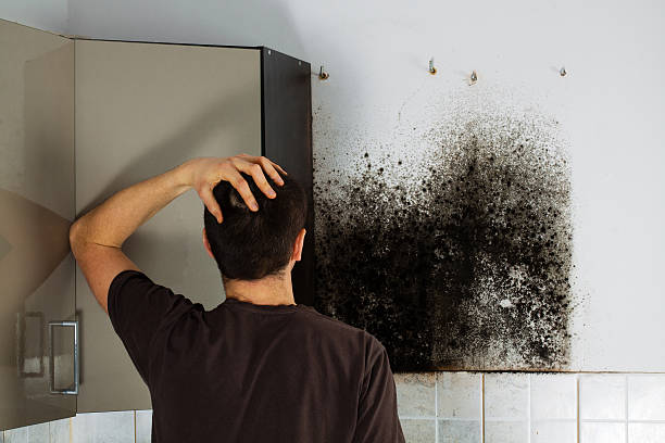 Best White Mold Remediation in Fourche Crossing, LA