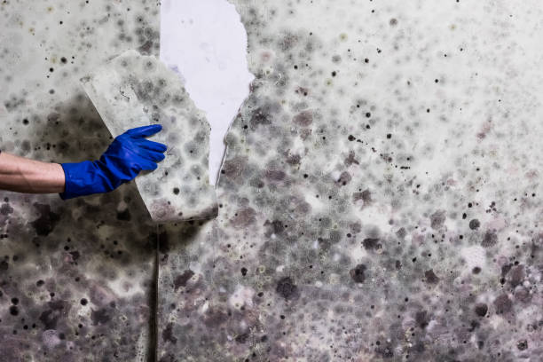 Best Preventive Mold Services in Fourche Crossing, LA