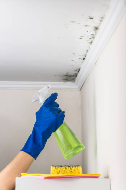 Best Basement Mold Remediation in Fourche Crossing, LA